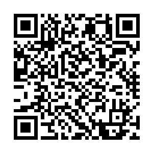 七八人合抱的巨树放到一般森林中已经能算得上树王了二维码生成