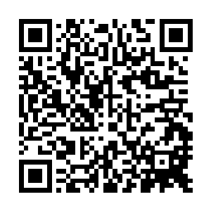 刚刚还答应西瑟先生要乖乖坐在一边的幼崽们再也坐不住啦二维码生成