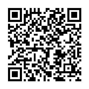 小枸杞兴致勃勃地看着笼子里的两只圆圆滚滚的小动物二维码生成