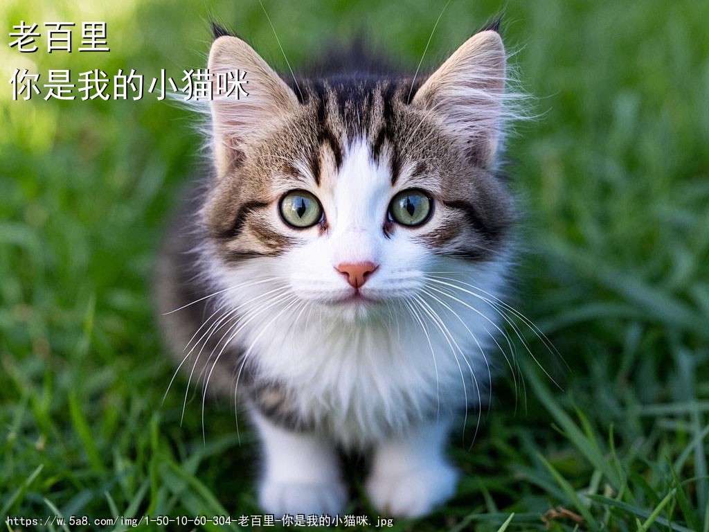 老百里你是我的小猫咪搞笑图片