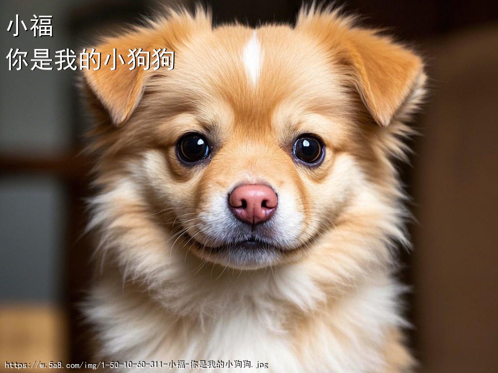 小福你是我的小狗狗搞笑图片
