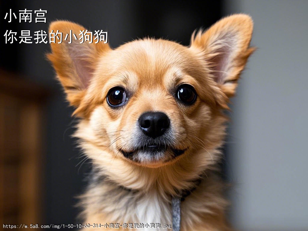 小南宫你是我的小狗狗搞笑图片