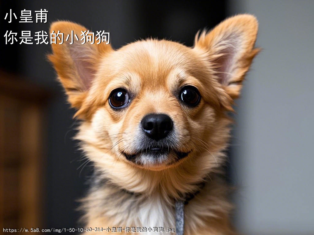 小皇甫你是我的小狗狗搞笑图片
