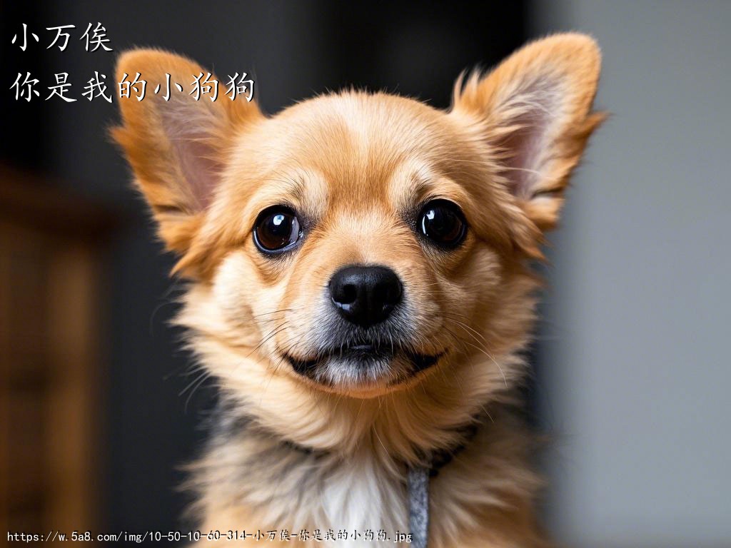 小万俟你是我的小狗狗搞笑图片