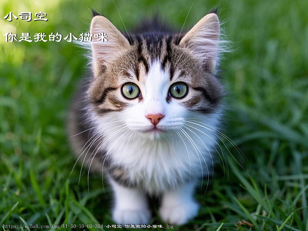 小司空你是我的小猫咪搞笑图片