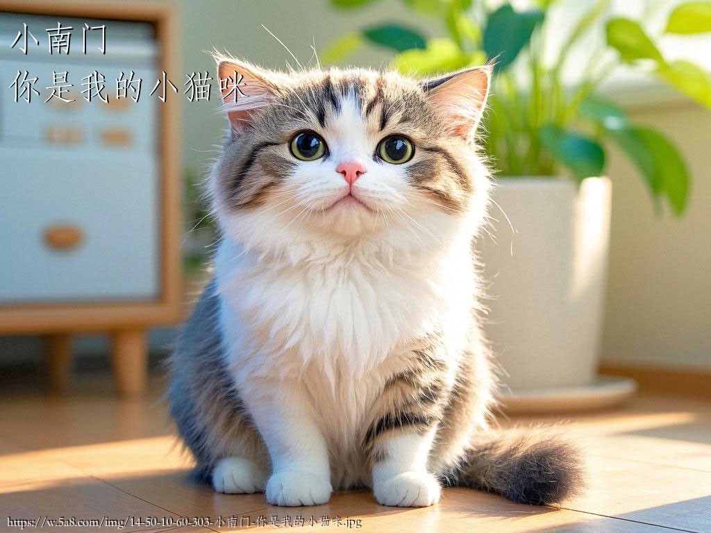小南门你是我的小猫咪搞笑图片