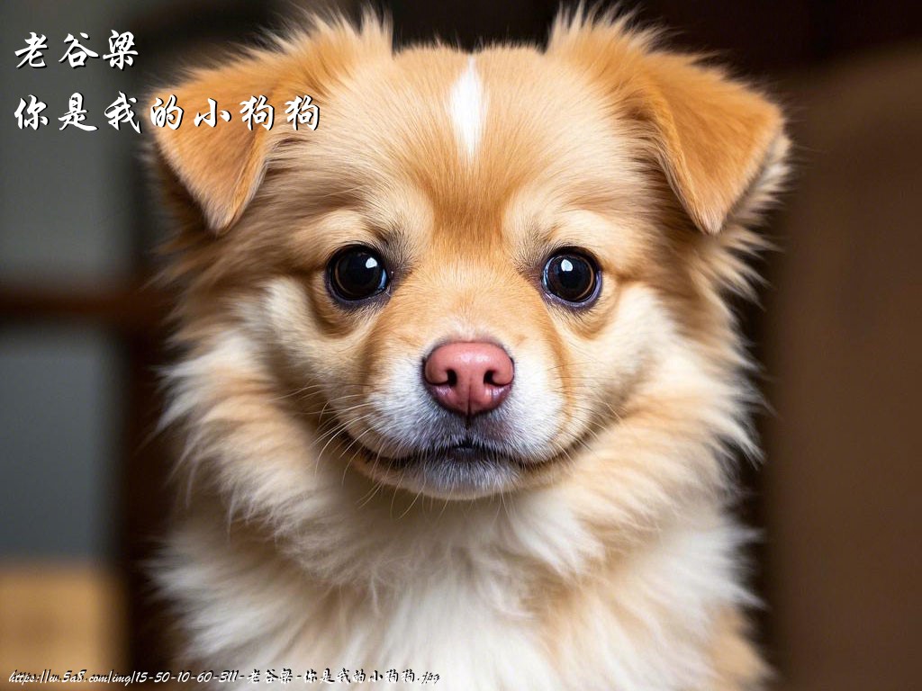 老谷梁你是我的小狗狗搞笑图片