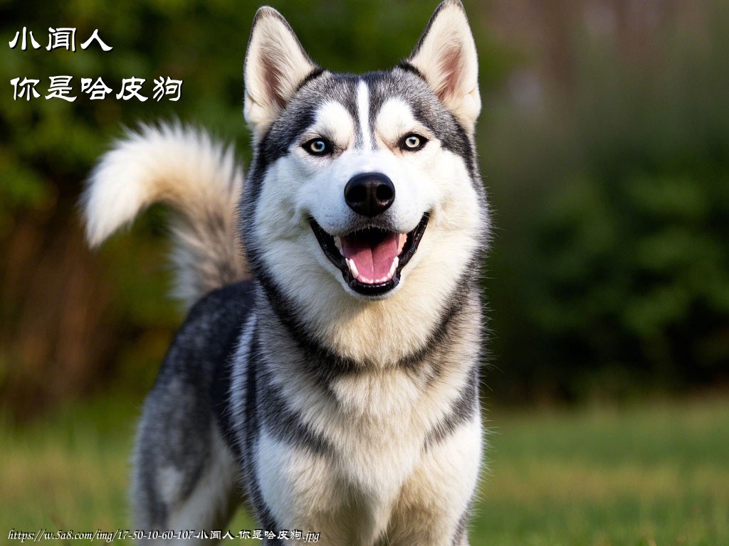 小闻人你是哈皮狗搞笑图片
