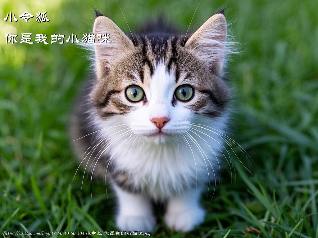 小令狐你是我的小猫咪搞笑图片