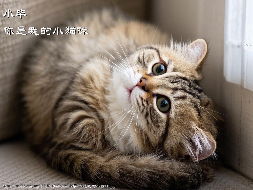 小毕你是我的小猫咪搞笑图片