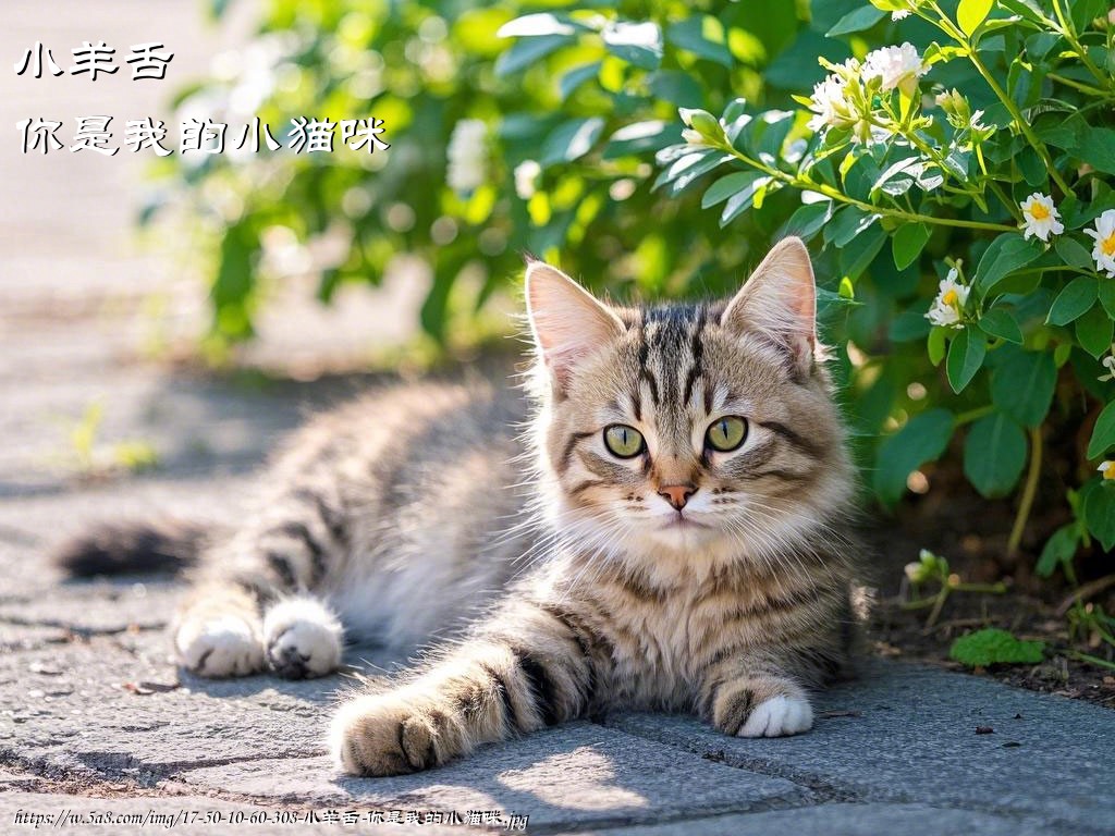 小羊舌你是我的小猫咪搞笑图片