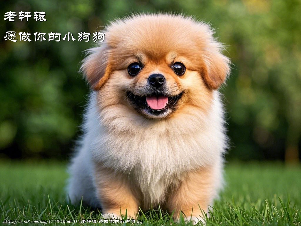 老轩辕愿做你的小狗狗搞笑图片