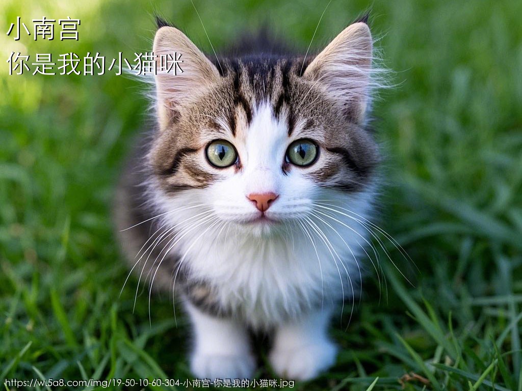 小南宫你是我的小猫咪搞笑图片