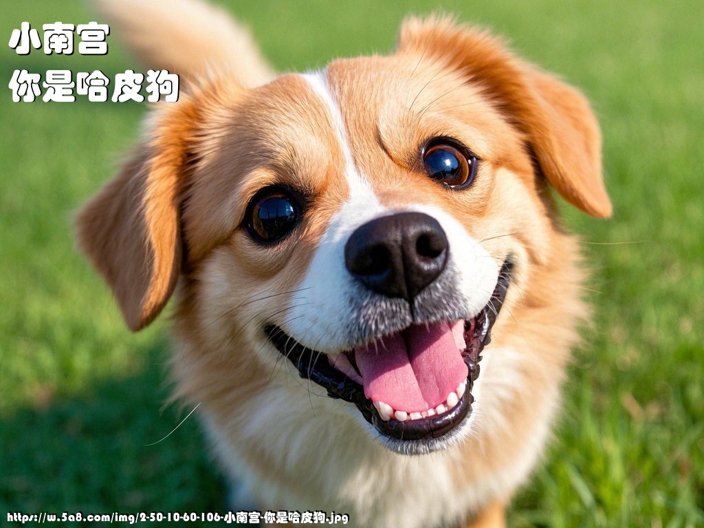 小南宫你是哈皮狗搞笑图片