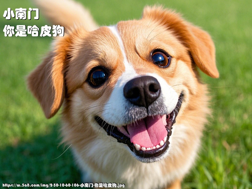 小南门你是哈皮狗搞笑图片