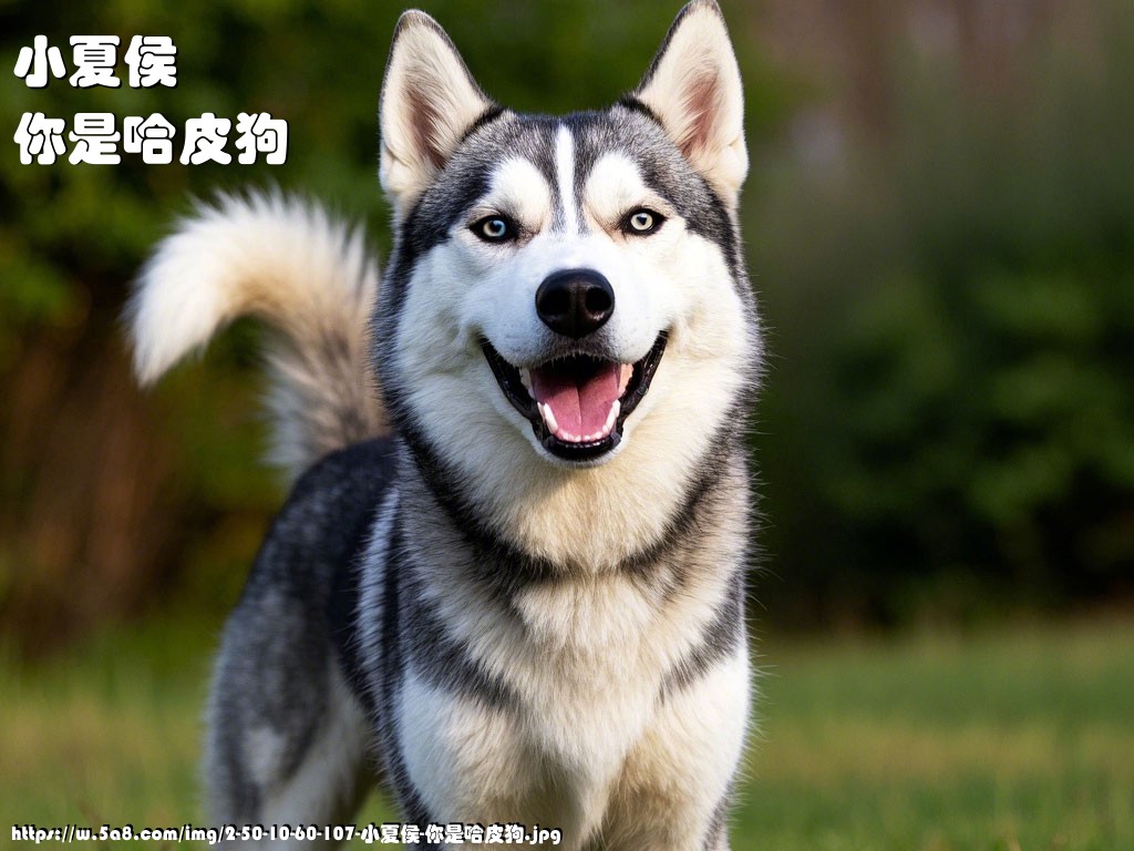 小夏侯你是哈皮狗搞笑图片