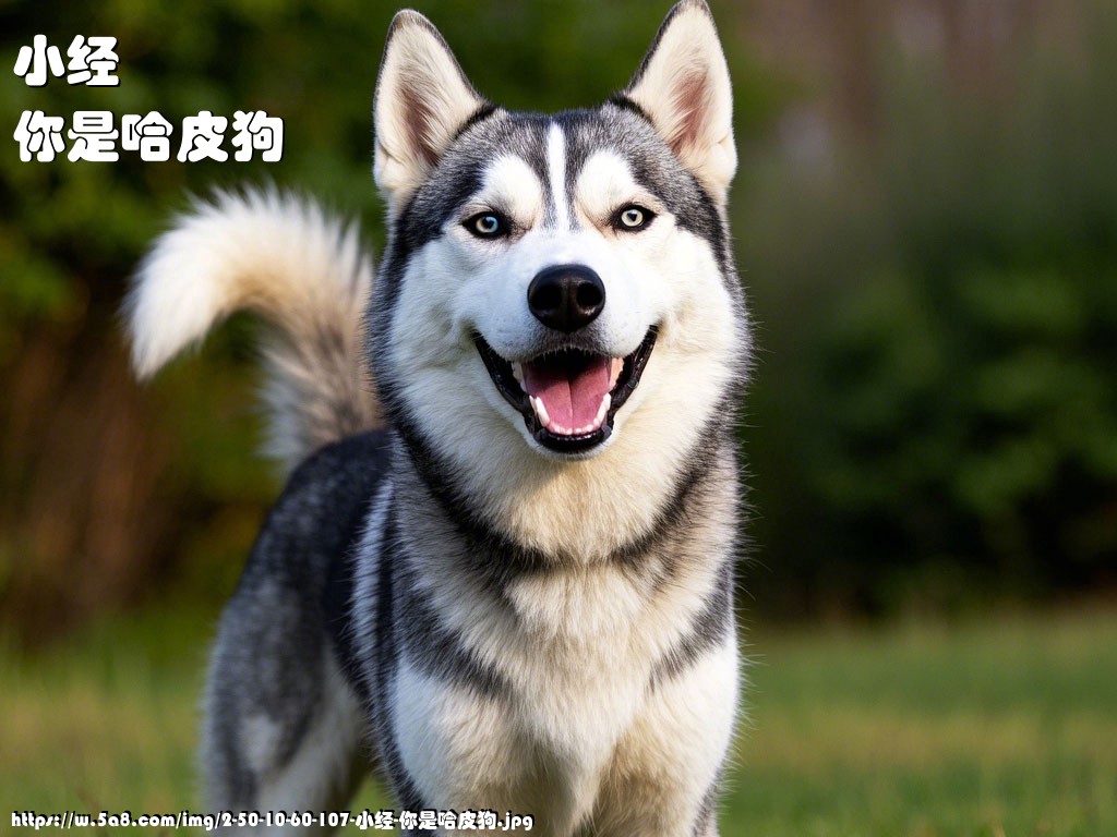 小经你是哈皮狗搞笑图片