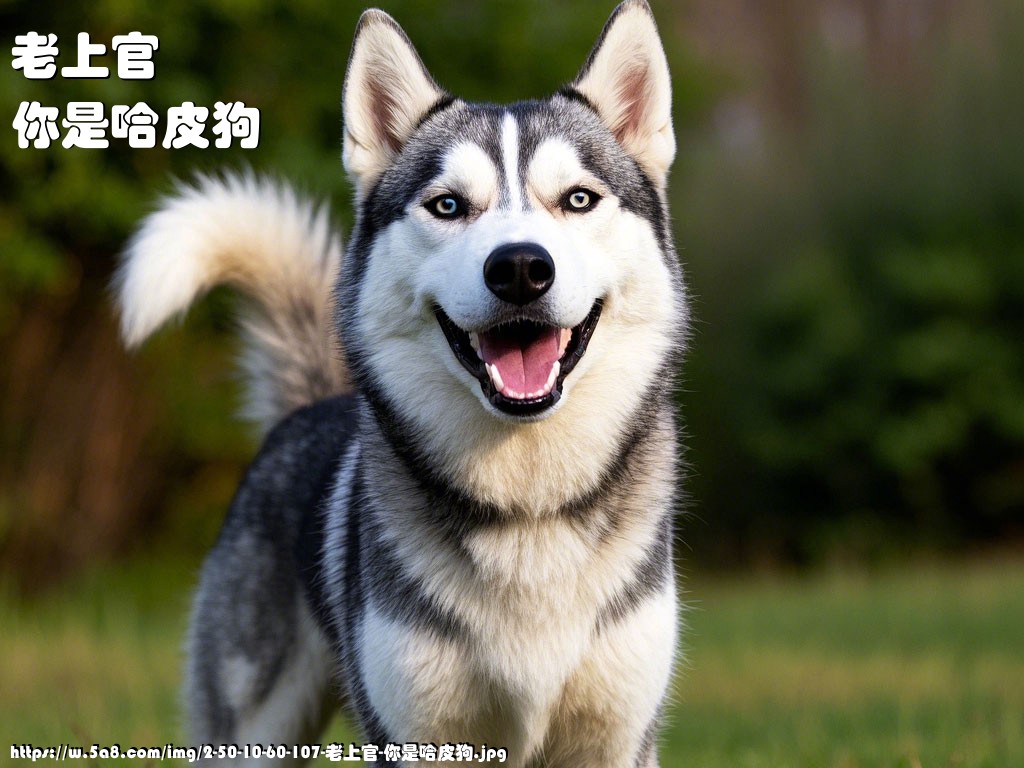 老上官你是哈皮狗搞笑图片