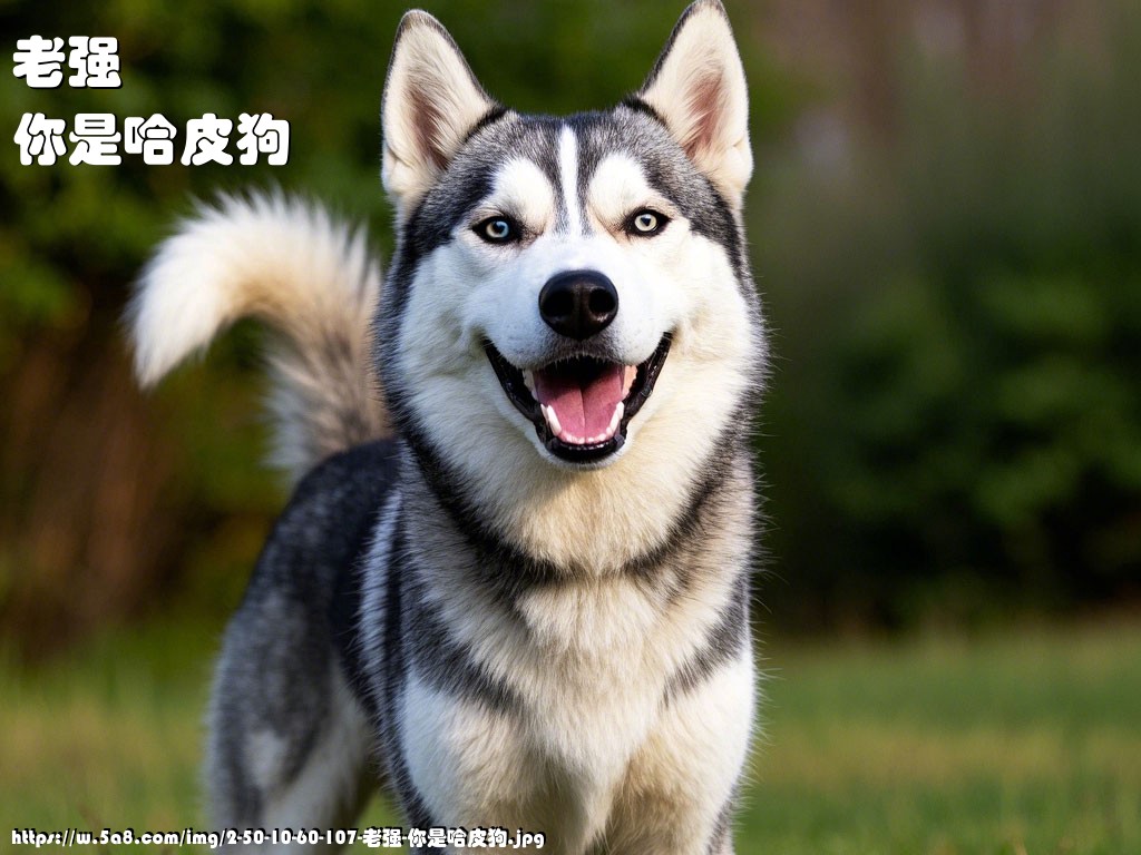 老强你是哈皮狗搞笑图片