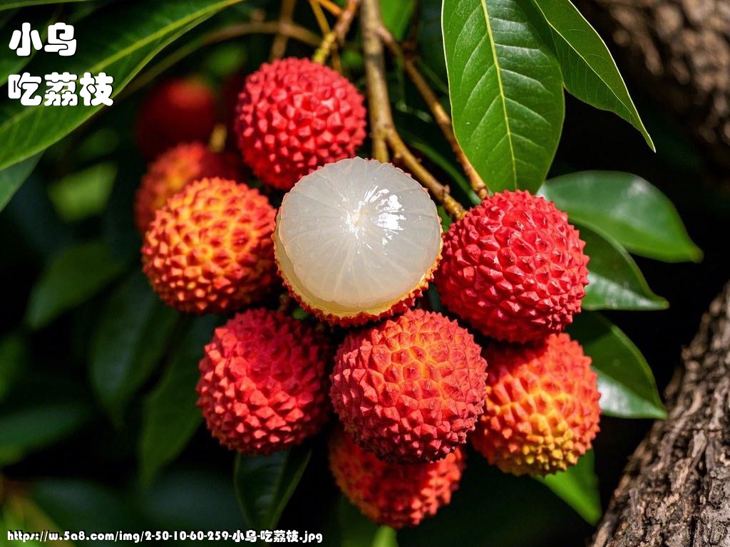 小乌吃荔枝搞笑图片