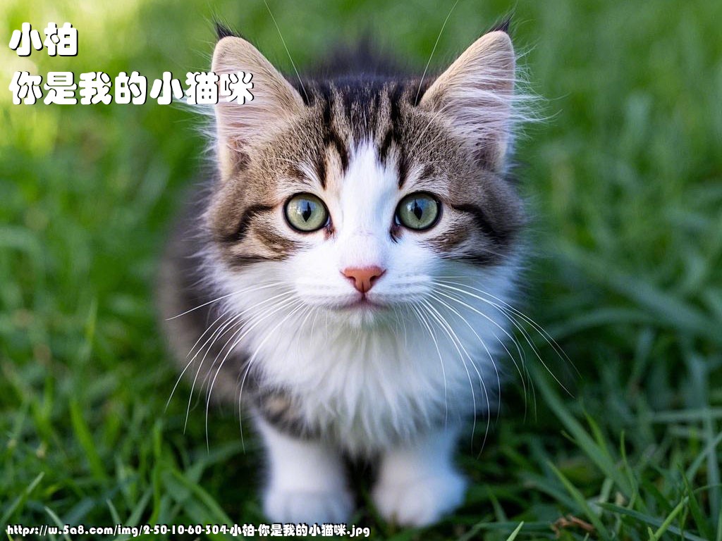 小柏你是我的小猫咪搞笑图片
