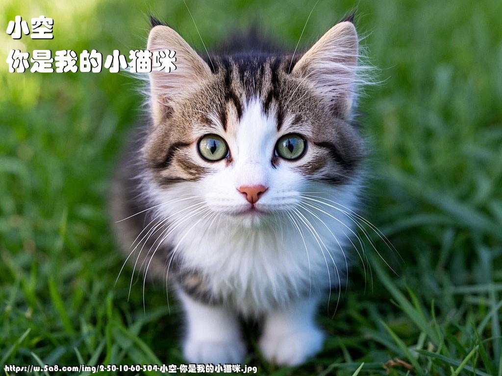 小空你是我的小猫咪搞笑图片