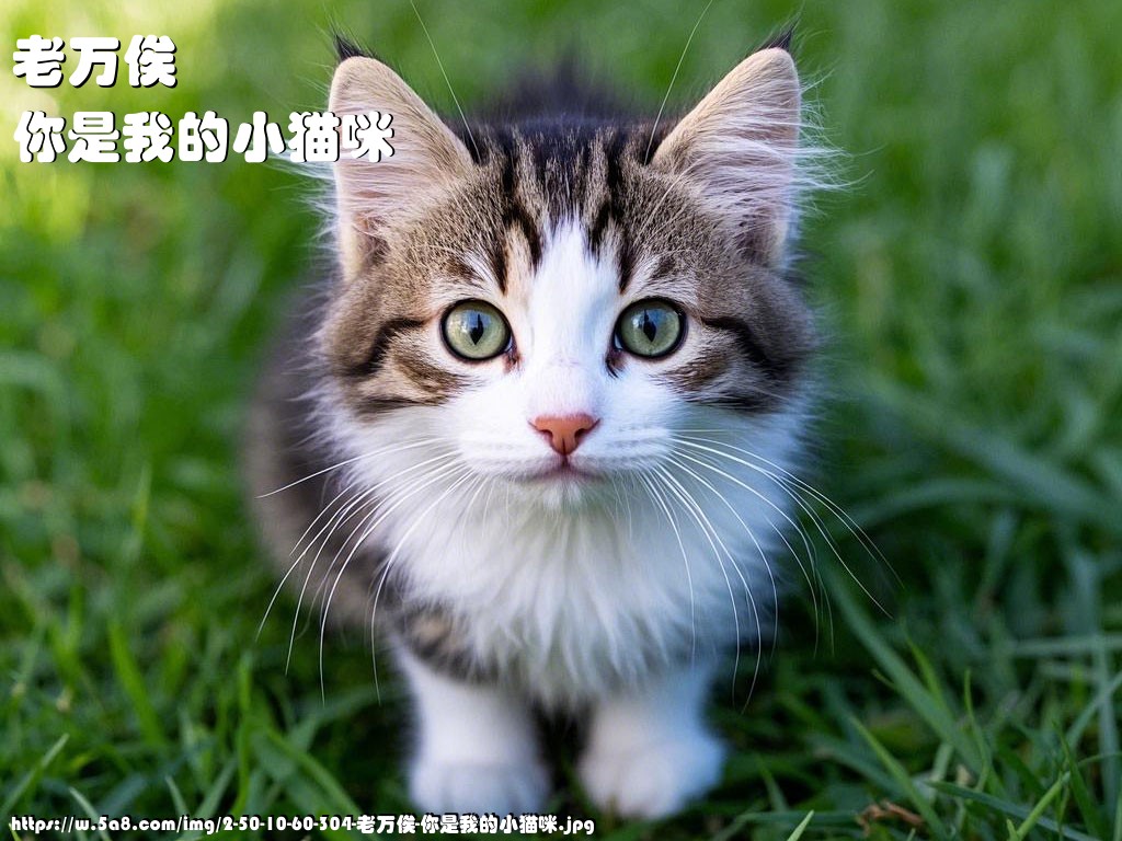 老万俟你是我的小猫咪搞笑图片