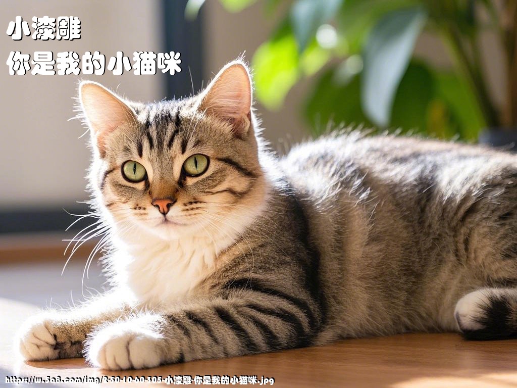 小漆雕你是我的小猫咪搞笑图片