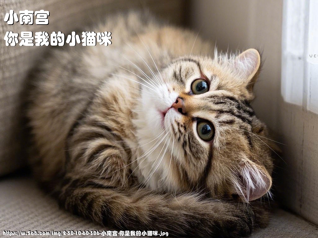小南宫你是我的小猫咪搞笑图片