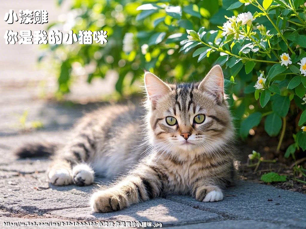 小漆雕你是我的小猫咪搞笑图片