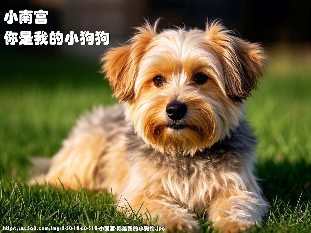 小南宫你是我的小狗狗搞笑图片