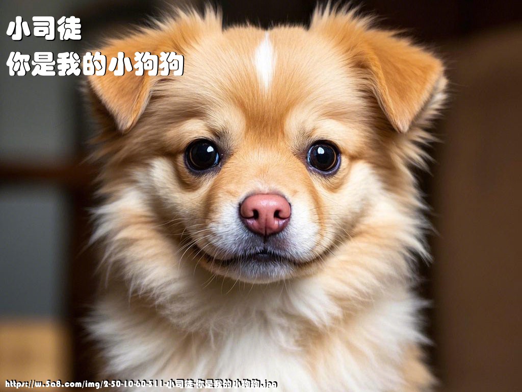小司徒你是我的小狗狗搞笑图片