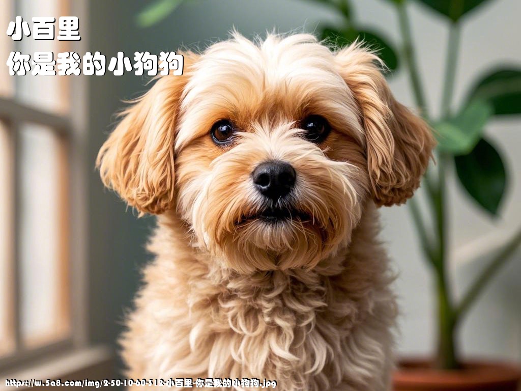 小百里你是我的小狗狗搞笑图片