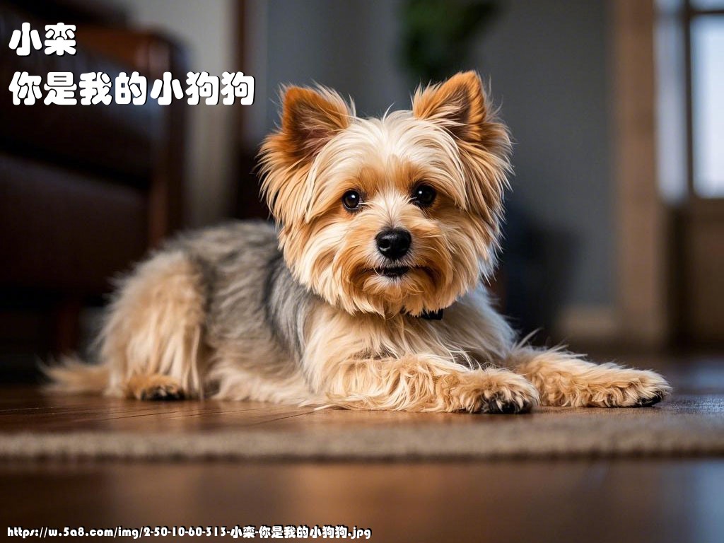 小栾你是我的小狗狗搞笑图片