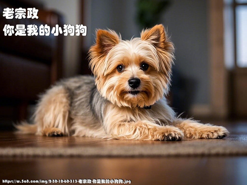 老宗政你是我的小狗狗搞笑图片