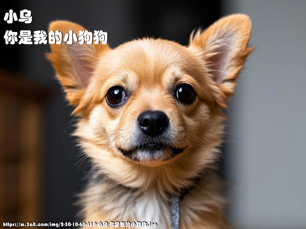 小乌你是我的小狗狗搞笑图片