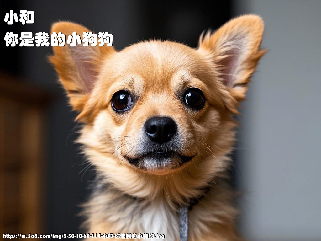 小和你是我的小狗狗搞笑图片