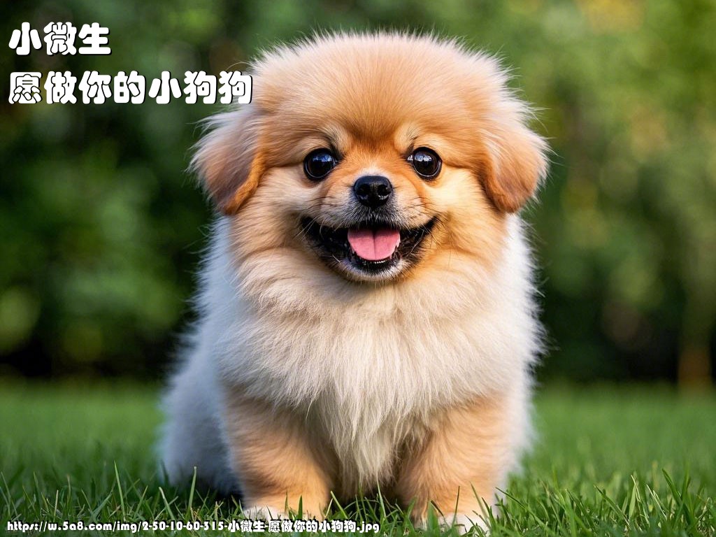 小微生愿做你的小狗狗搞笑图片