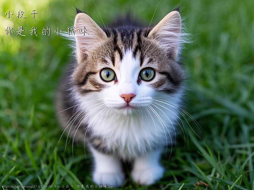 小段干你是我的小猫咪搞笑图片