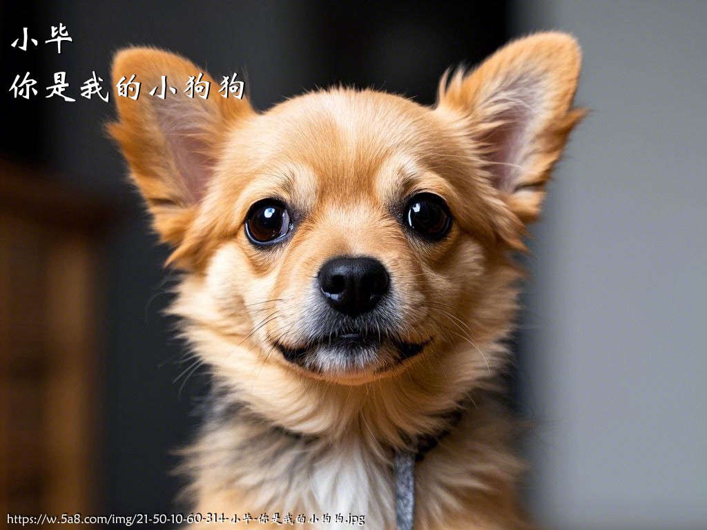 小毕你是我的小狗狗搞笑图片