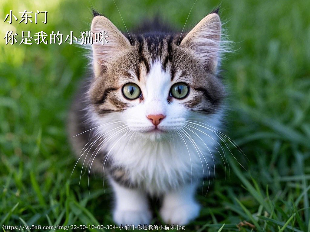 小东门你是我的小猫咪搞笑图片