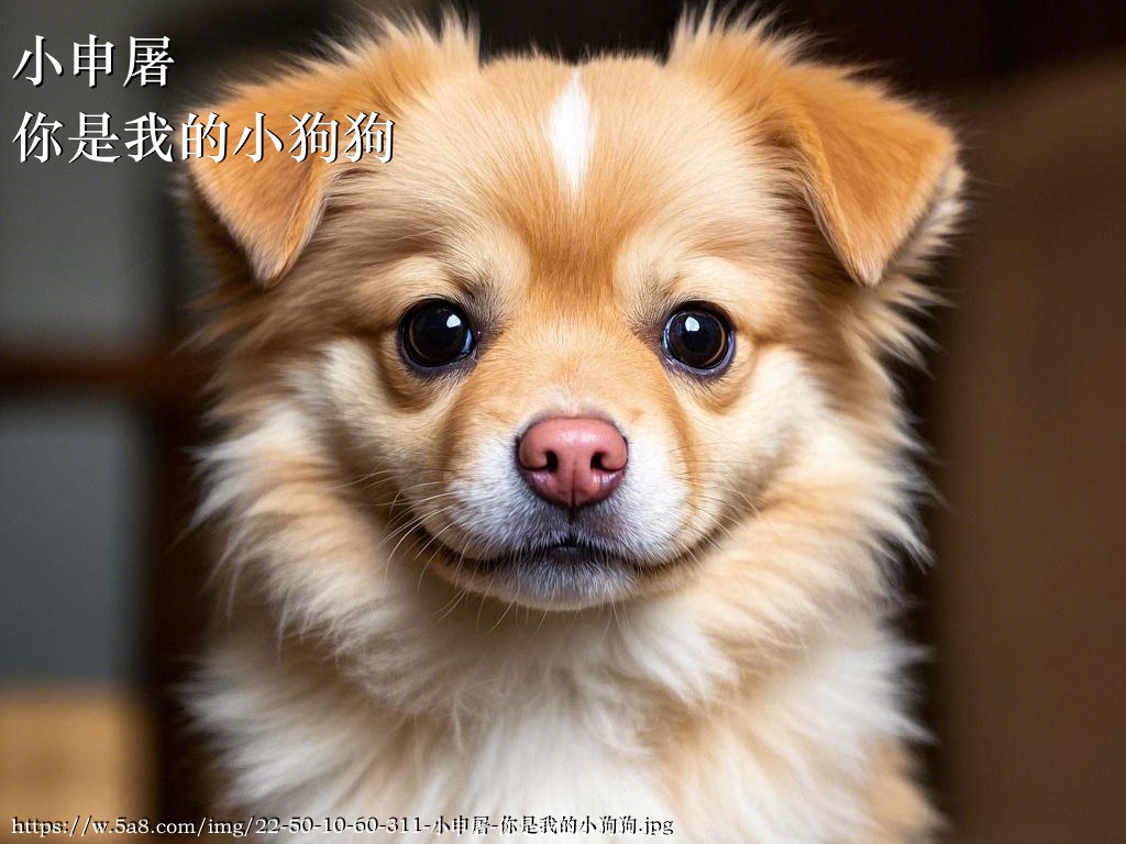小申屠你是我的小狗狗搞笑图片