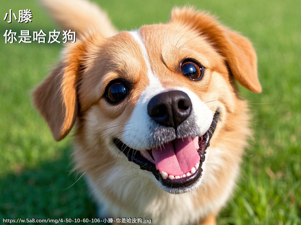 小滕你是哈皮狗搞笑图片