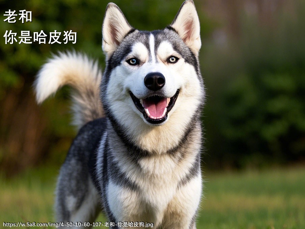 老和你是哈皮狗搞笑图片