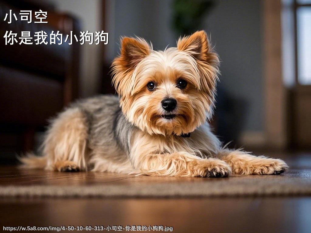 小司空你是我的小狗狗搞笑图片
