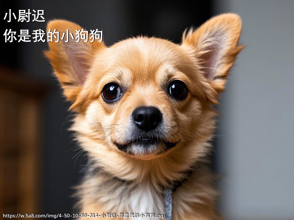 小尉迟你是我的小狗狗搞笑图片