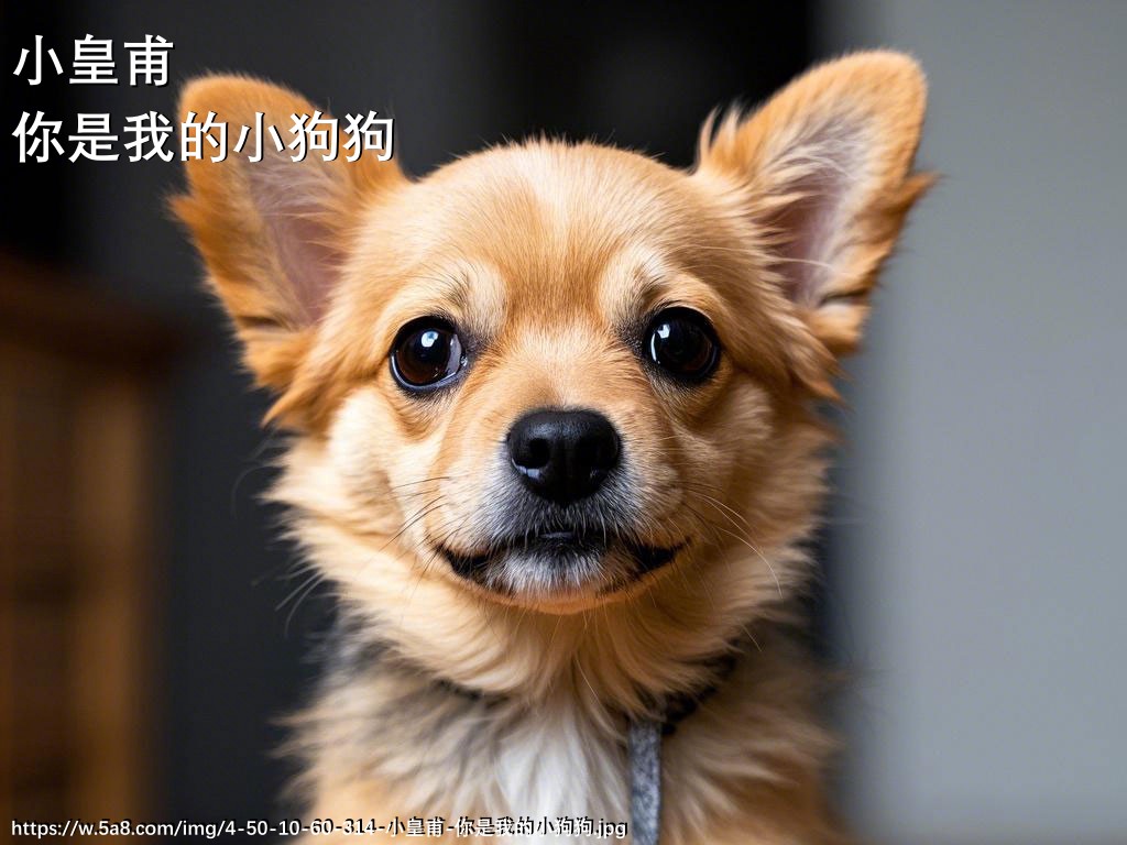 小皇甫你是我的小狗狗搞笑图片