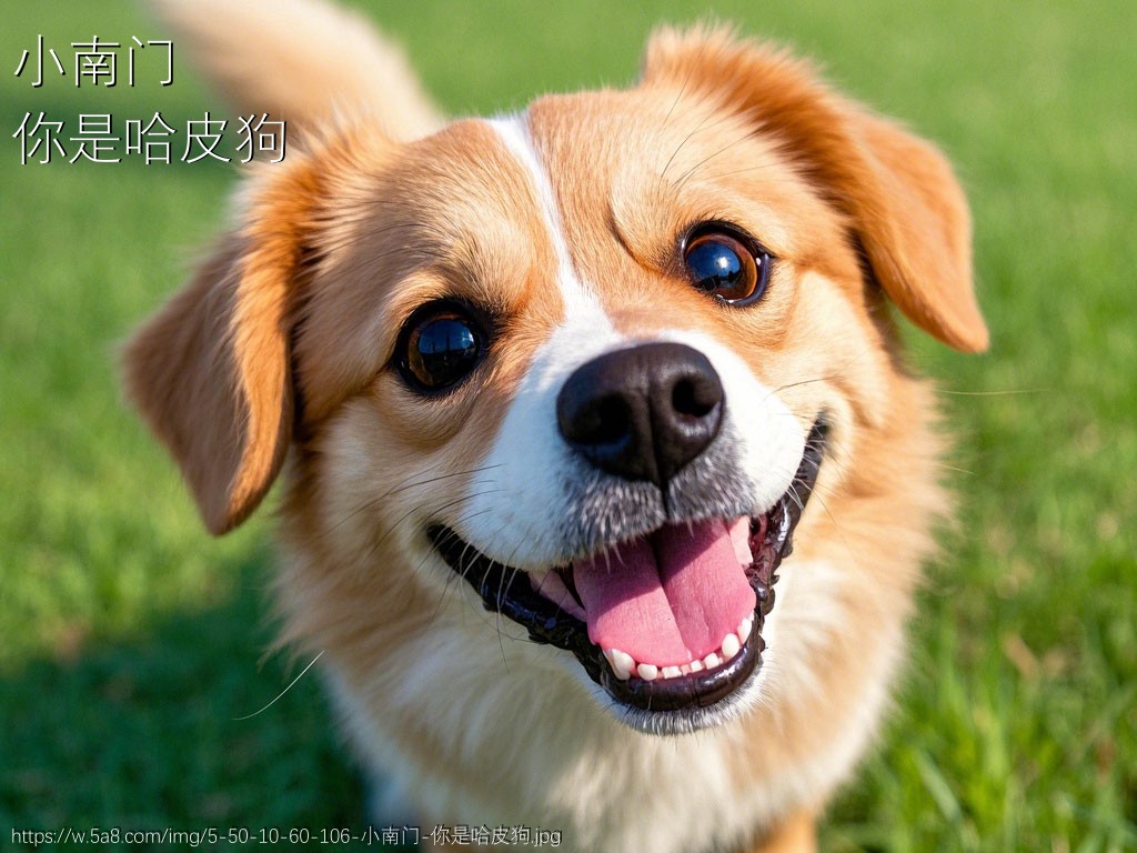 小南门你是哈皮狗搞笑图片
