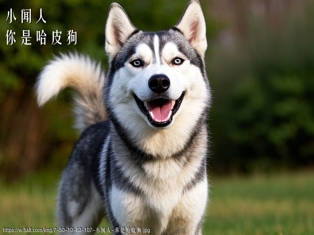小闻人你是哈皮狗搞笑图片