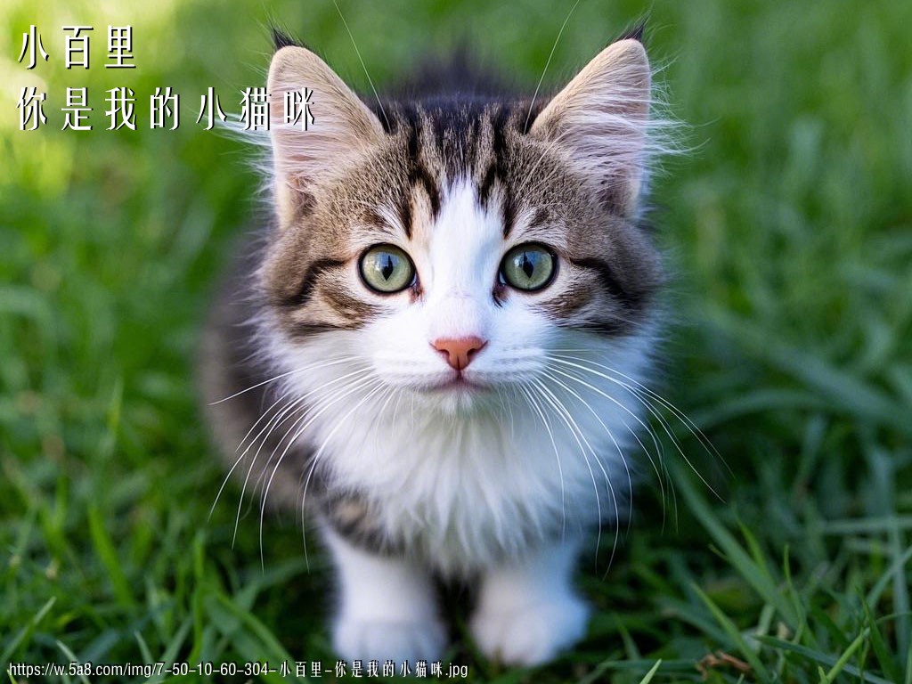 小百里你是我的小猫咪搞笑图片